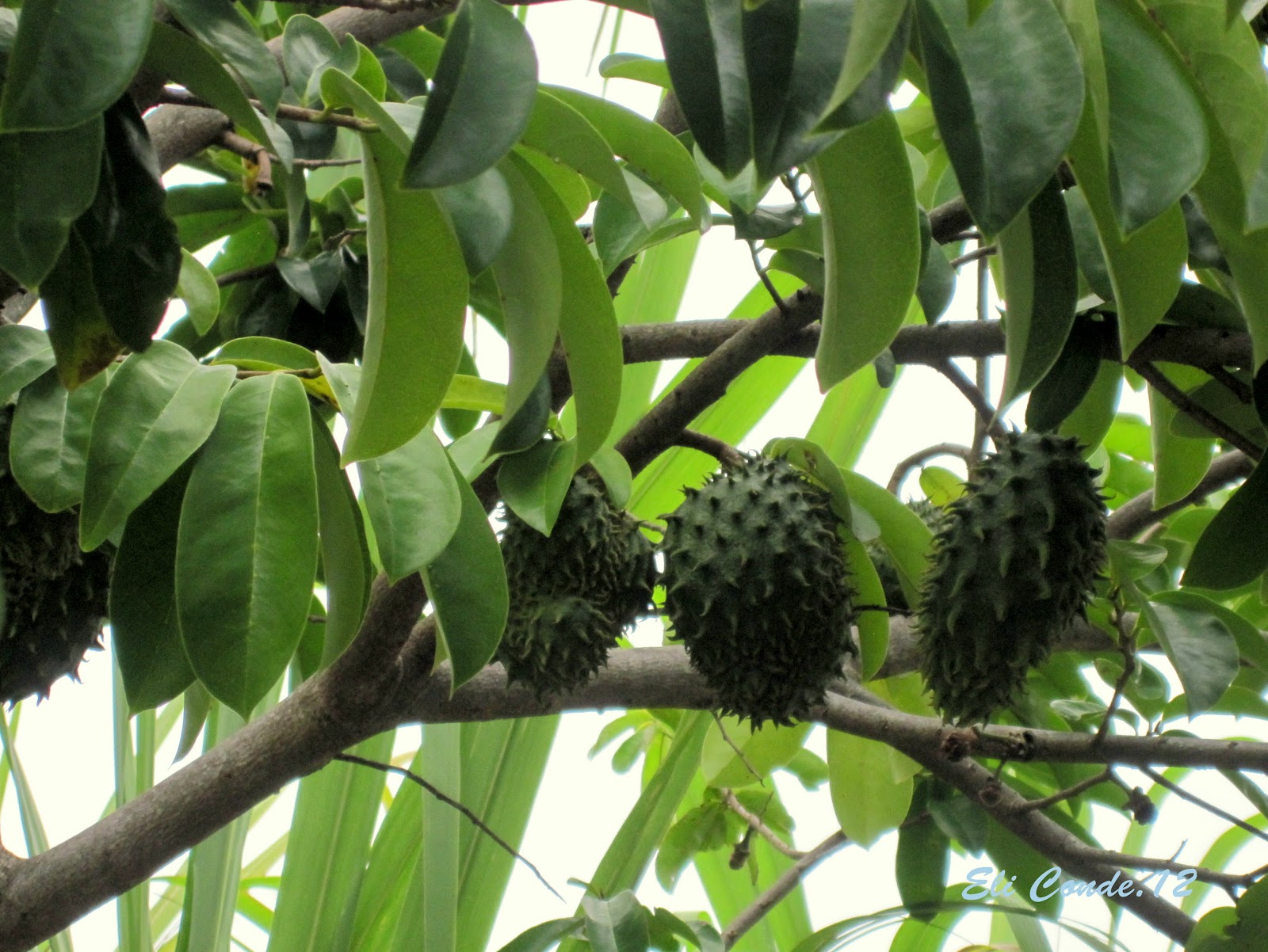 Fruta la guanábana