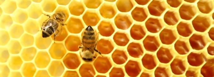 La cera de abeja y sus propiedades - Naturval